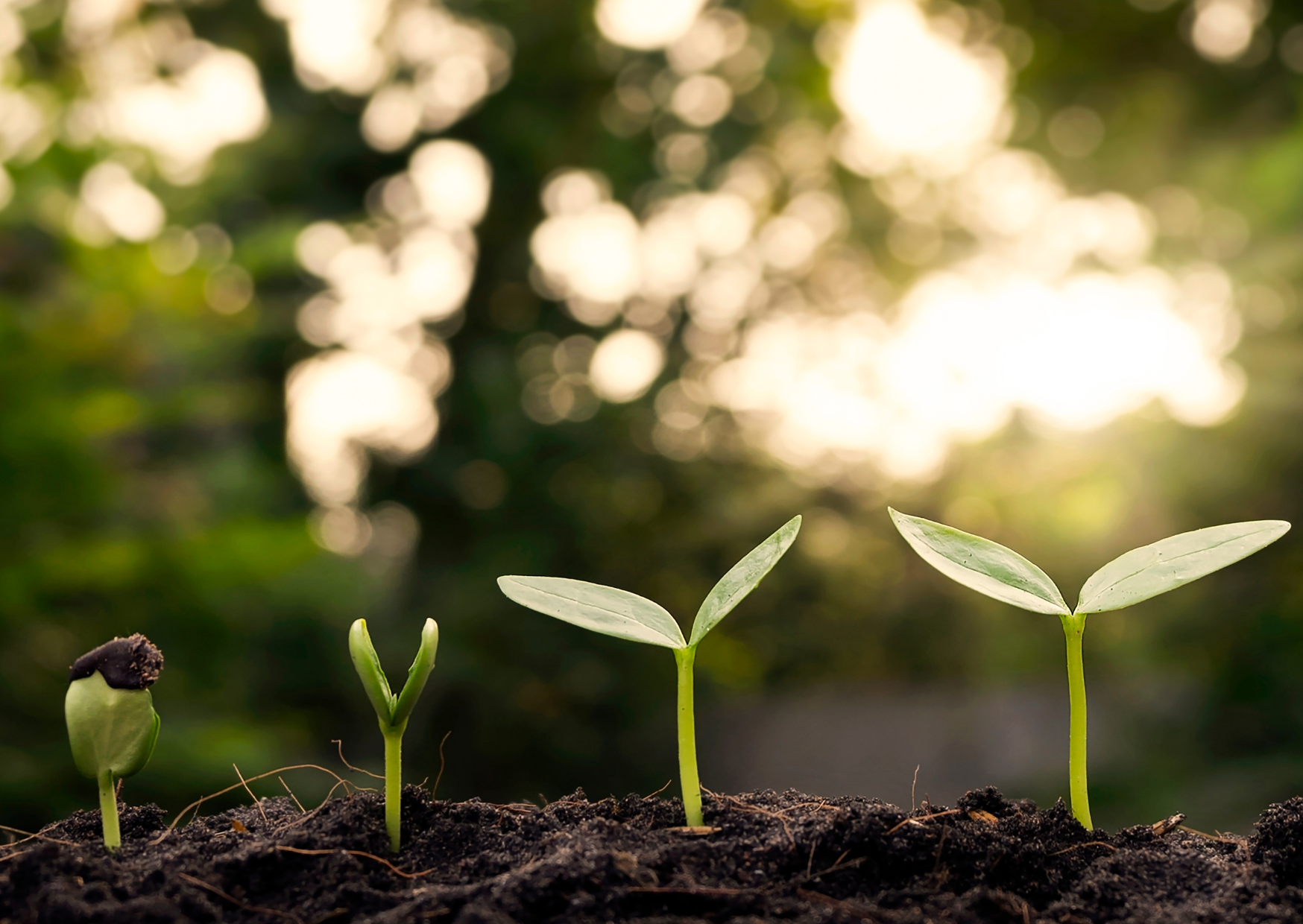Image shows woodland scene with shoots starting to grow through rich earth.
